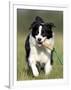 Dog, Border Collie, Lemgo, Germany-Thorsten Milse-Framed Photographic Print