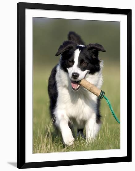 Dog, Border Collie, Lemgo, Germany-Thorsten Milse-Framed Photographic Print