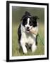 Dog, Border Collie, Lemgo, Germany-Thorsten Milse-Framed Photographic Print