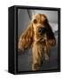 Dog Breeds - Cocker Spaniel - Puppies - English Cocker-Philippe Hugonnard-Framed Stretched Canvas