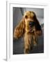 Dog Breeds - Cocker Spaniel - Puppies - English Cocker-Philippe Hugonnard-Framed Photographic Print