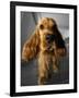 Dog Breeds - Cocker Spaniel - Puppies - English Cocker-Philippe Hugonnard-Framed Photographic Print