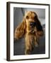 Dog Breeds - Cocker Spaniel - Puppies - English Cocker-Philippe Hugonnard-Framed Premium Photographic Print