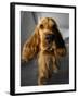 Dog Breeds - Cocker Spaniel - Puppies - English Cocker-Philippe Hugonnard-Framed Premium Photographic Print