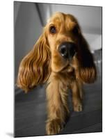 Dog Breeds - Cocker Spaniel - Puppies - English Cocker-Philippe Hugonnard-Mounted Premium Photographic Print