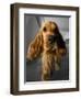 Dog Breeds - Cocker Spaniel - Puppies - English Cocker-Philippe Hugonnard-Framed Photographic Print