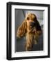 Dog Breeds - Cocker Spaniel - Puppies - English Cocker-Philippe Hugonnard-Framed Photographic Print