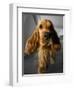 Dog Breeds - Cocker Spaniel - Puppies - English Cocker-Philippe Hugonnard-Framed Photographic Print