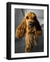 Dog Breeds - Cocker Spaniel - Puppies - English Cocker-Philippe Hugonnard-Framed Photographic Print