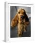 Dog Breeds - Cocker Spaniel - Puppies - English Cocker-Philippe Hugonnard-Framed Photographic Print