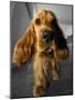 Dog Breeds - Cocker Spaniel - Puppies - English Cocker-Philippe Hugonnard-Mounted Photographic Print