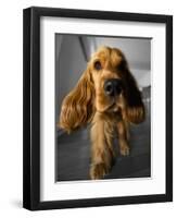 Dog Breeds - Cocker Spaniel - Puppies - English Cocker-Philippe Hugonnard-Framed Premium Photographic Print