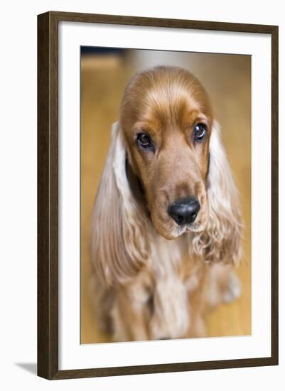 Dog Breeds - Cocker Spaniel - Puppies - English Cocker-Philippe Hugonnard-Framed Photographic Print