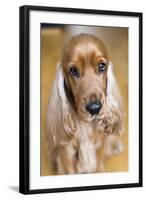 Dog Breeds - Cocker Spaniel - Puppies - English Cocker-Philippe Hugonnard-Framed Photographic Print