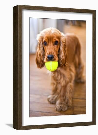 Dog Breeds - Cocker Spaniel - Puppies - English Cocker-Philippe Hugonnard-Framed Photographic Print