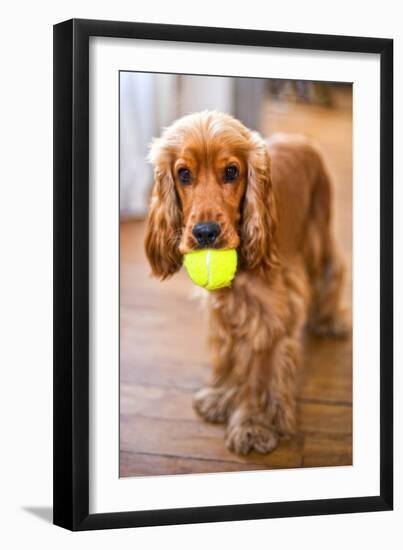 Dog Breeds - Cocker Spaniel - Puppies - English Cocker-Philippe Hugonnard-Framed Photographic Print