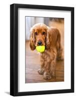 Dog Breeds - Cocker Spaniel - Puppies - English Cocker-Philippe Hugonnard-Framed Photographic Print