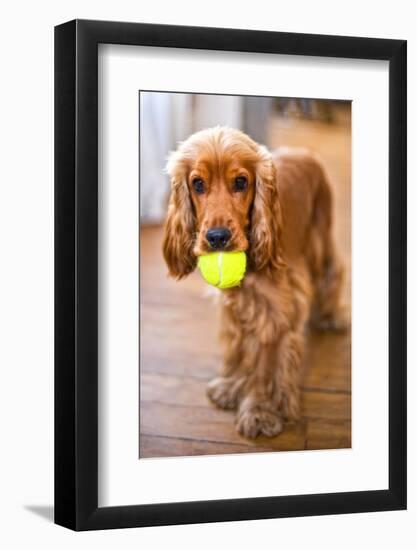 Dog Breeds - Cocker Spaniel - Puppies - English Cocker-Philippe Hugonnard-Framed Photographic Print