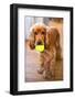 Dog Breeds - Cocker Spaniel - Puppies - English Cocker-Philippe Hugonnard-Framed Photographic Print