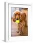 Dog Breeds - Cocker Spaniel - Puppies - English Cocker-Philippe Hugonnard-Framed Photographic Print