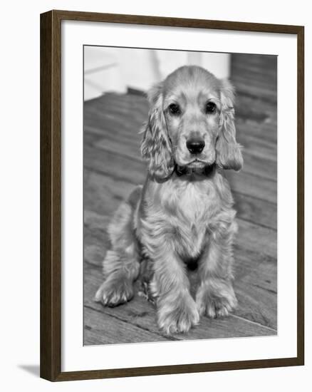 Dog Breeds - Cocker Spaniel - Puppies - English Cocker-Philippe Hugonnard-Framed Photographic Print