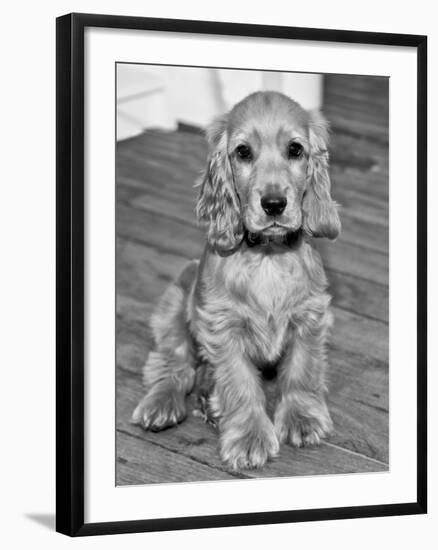 Dog Breeds - Cocker Spaniel - Puppies - English Cocker-Philippe Hugonnard-Framed Photographic Print