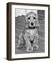 Dog Breeds - Cocker Spaniel - Puppies - English Cocker-Philippe Hugonnard-Framed Photographic Print