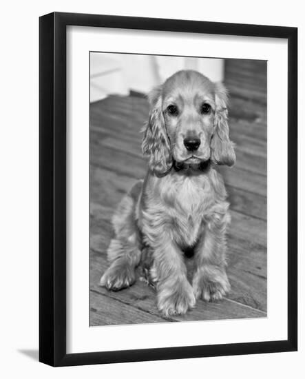 Dog Breeds - Cocker Spaniel - Puppies - English Cocker-Philippe Hugonnard-Framed Photographic Print