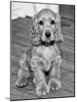 Dog Breeds - Cocker Spaniel - Puppies - English Cocker-Philippe Hugonnard-Mounted Photographic Print