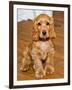 Dog Breeds - Cocker Spaniel - Puppies - English Cocker-Philippe Hugonnard-Framed Photographic Print