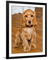 Dog Breeds - Cocker Spaniel - Puppies - English Cocker-Philippe Hugonnard-Framed Photographic Print