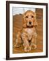 Dog Breeds - Cocker Spaniel - Puppies - English Cocker-Philippe Hugonnard-Framed Photographic Print