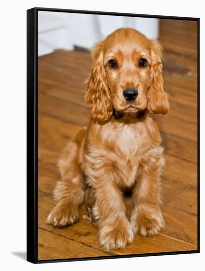 Dog Breeds - Cocker Spaniel - Puppies - English Cocker-Philippe Hugonnard-Framed Stretched Canvas