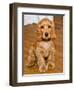 Dog Breeds - Cocker Spaniel - Puppies - English Cocker-Philippe Hugonnard-Framed Photographic Print