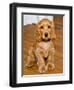 Dog Breeds - Cocker Spaniel - Puppies - English Cocker-Philippe Hugonnard-Framed Photographic Print