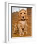 Dog Breeds - Cocker Spaniel - Puppies - English Cocker-Philippe Hugonnard-Framed Photographic Print