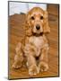 Dog Breeds - Cocker Spaniel - Puppies - English Cocker-Philippe Hugonnard-Mounted Photographic Print