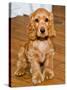 Dog Breeds - Cocker Spaniel - Puppies - English Cocker-Philippe Hugonnard-Stretched Canvas