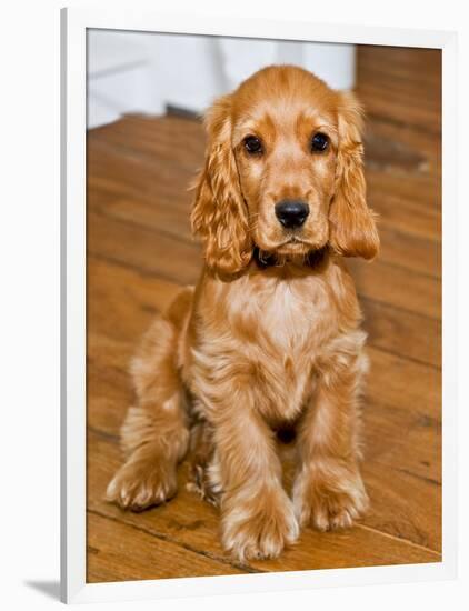 Dog Breeds - Cocker Spaniel - Puppies - English Cocker-Philippe Hugonnard-Framed Photographic Print