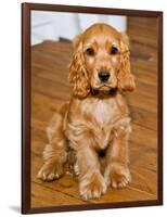 Dog Breeds - Cocker Spaniel - Puppies - English Cocker-Philippe Hugonnard-Framed Photographic Print