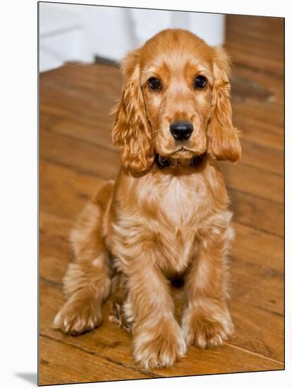 Dog Breeds - Cocker Spaniel - Puppies - English Cocker-Philippe Hugonnard-Mounted Photographic Print