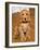 Dog Breeds - Cocker Spaniel - Puppies - English Cocker-Philippe Hugonnard-Framed Photographic Print