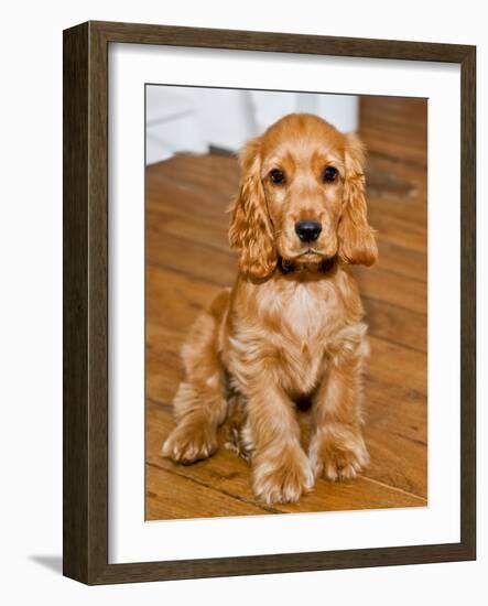 Dog Breeds - Cocker Spaniel - Puppies - English Cocker-Philippe Hugonnard-Framed Photographic Print