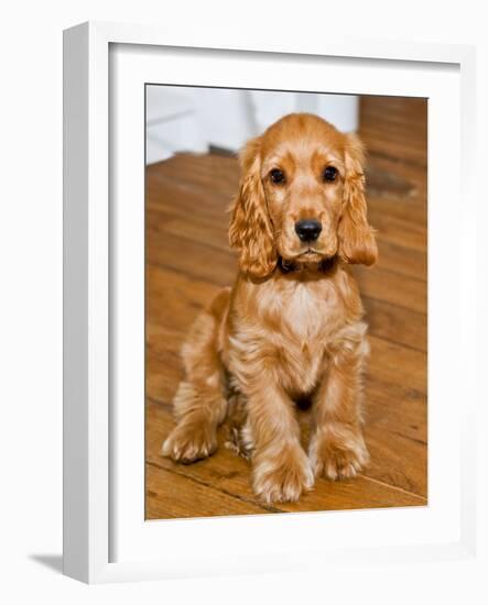 Dog Breeds - Cocker Spaniel - Puppies - English Cocker-Philippe Hugonnard-Framed Photographic Print