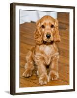 Dog Breeds - Cocker Spaniel - Puppies - English Cocker-Philippe Hugonnard-Framed Premium Photographic Print