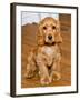 Dog Breeds - Cocker Spaniel - Puppies - English Cocker-Philippe Hugonnard-Framed Premium Photographic Print