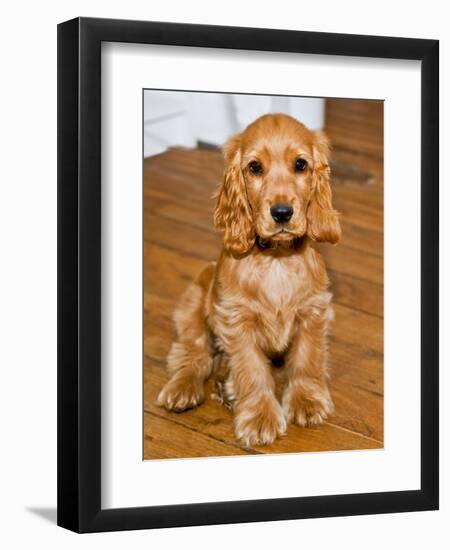 Dog Breeds - Cocker Spaniel - Puppies - English Cocker-Philippe Hugonnard-Framed Premium Photographic Print