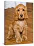 Dog Breeds - Cocker Spaniel - Puppies - English Cocker-Philippe Hugonnard-Stretched Canvas