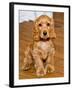 Dog Breeds - Cocker Spaniel - Puppies - English Cocker-Philippe Hugonnard-Framed Photographic Print