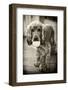 Dog Breeds - Cocker Spaniel - Puppies - English Cocker-Philippe Hugonnard-Framed Photographic Print